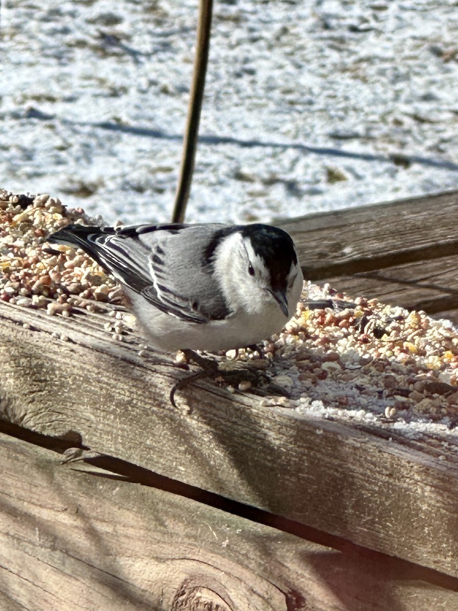 White-breasted Nuthatch - ML553141501