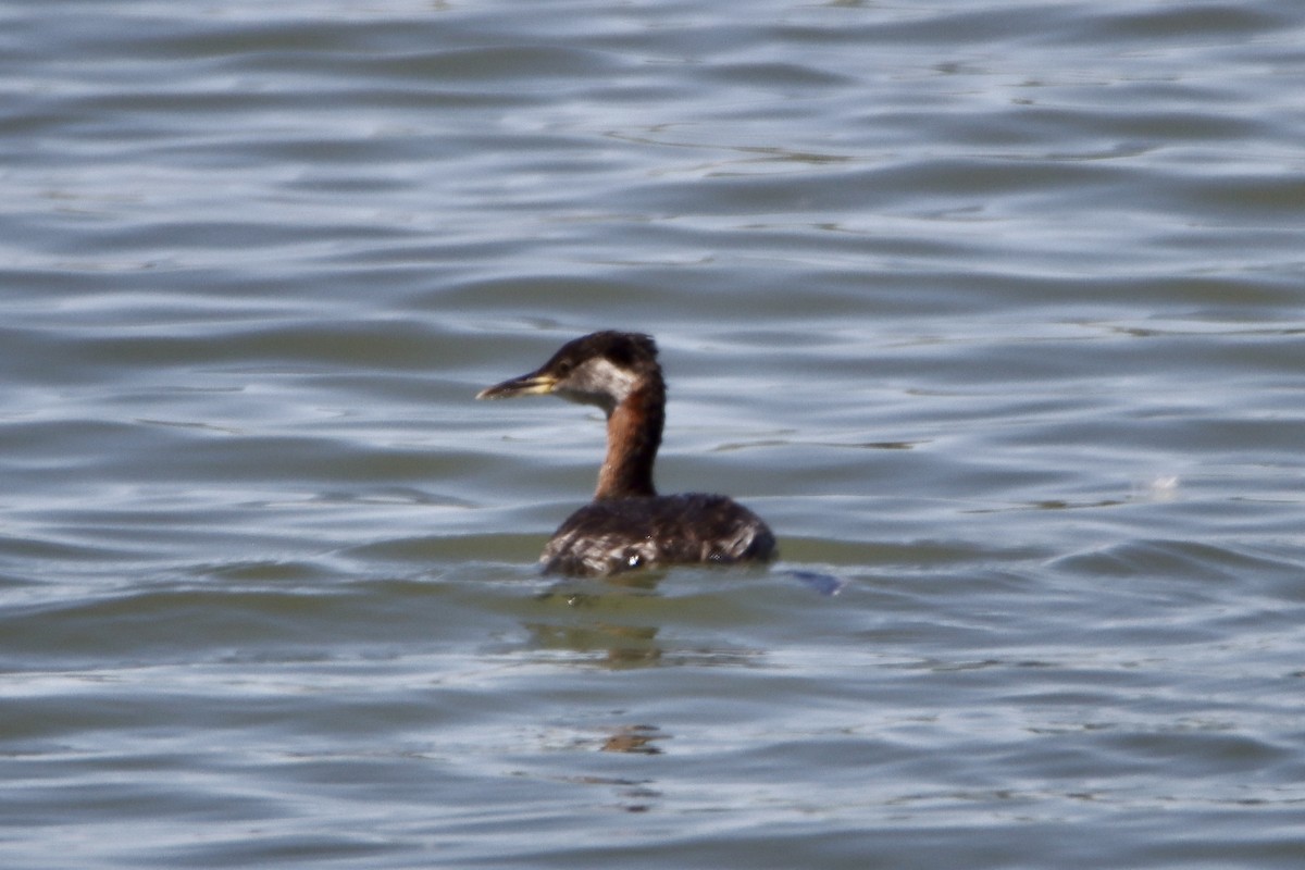 Red-necked Grebe - ML553141691