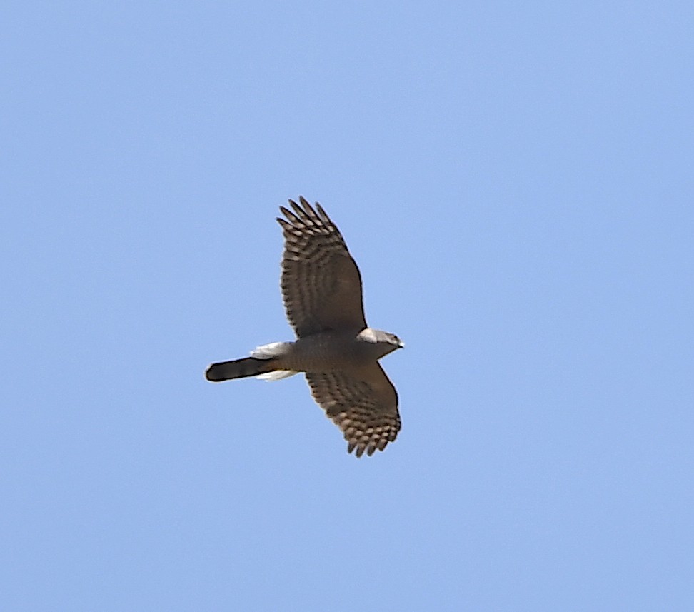 Eurasian Sparrowhawk - ML553142001