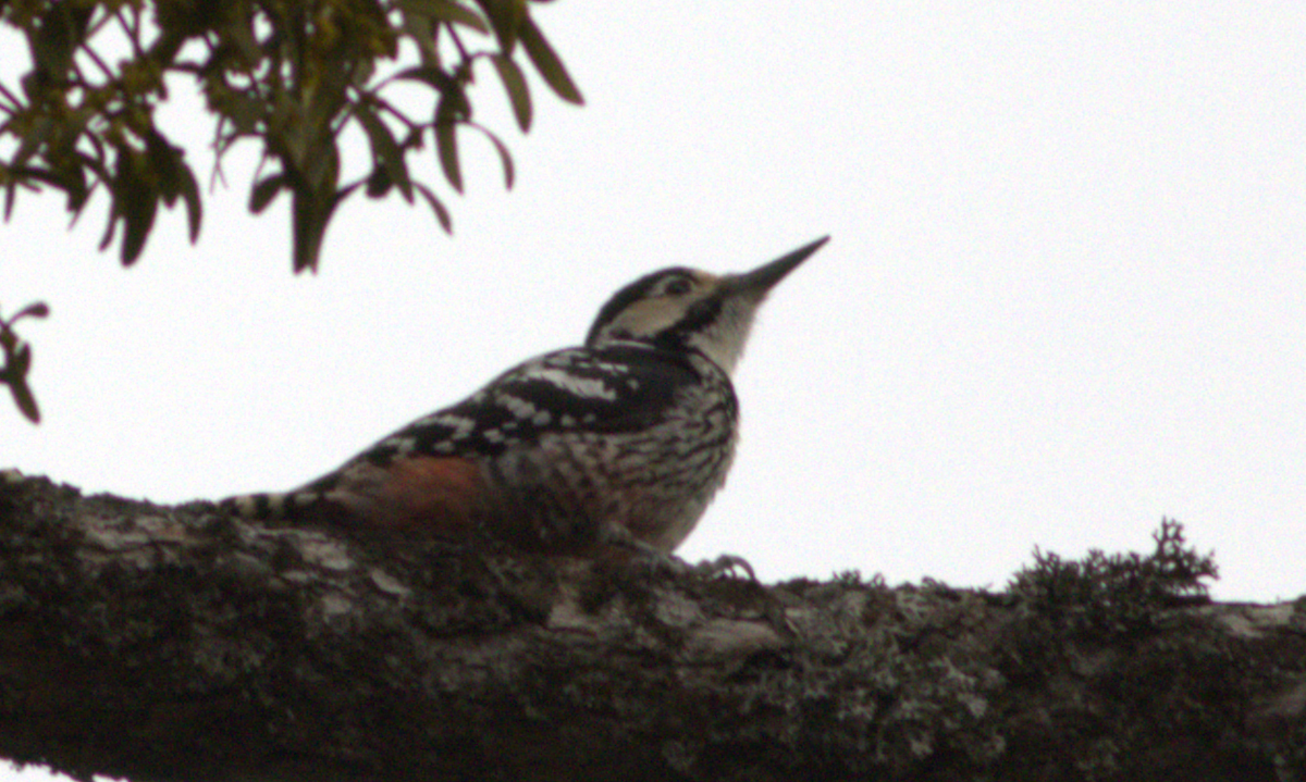 White-backed Woodpecker - ML553142211