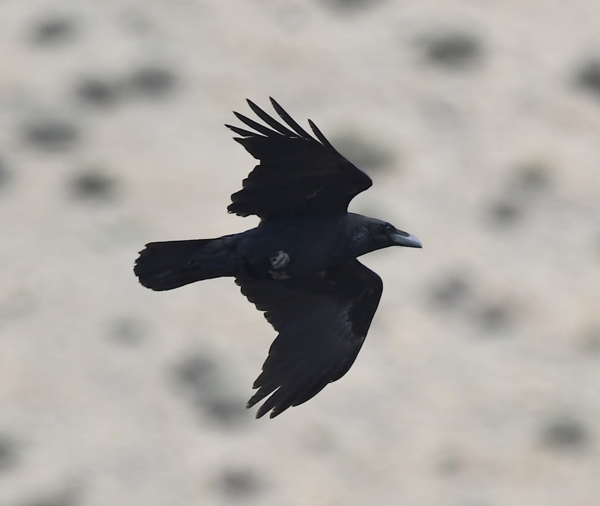 Common Raven - ML553144781