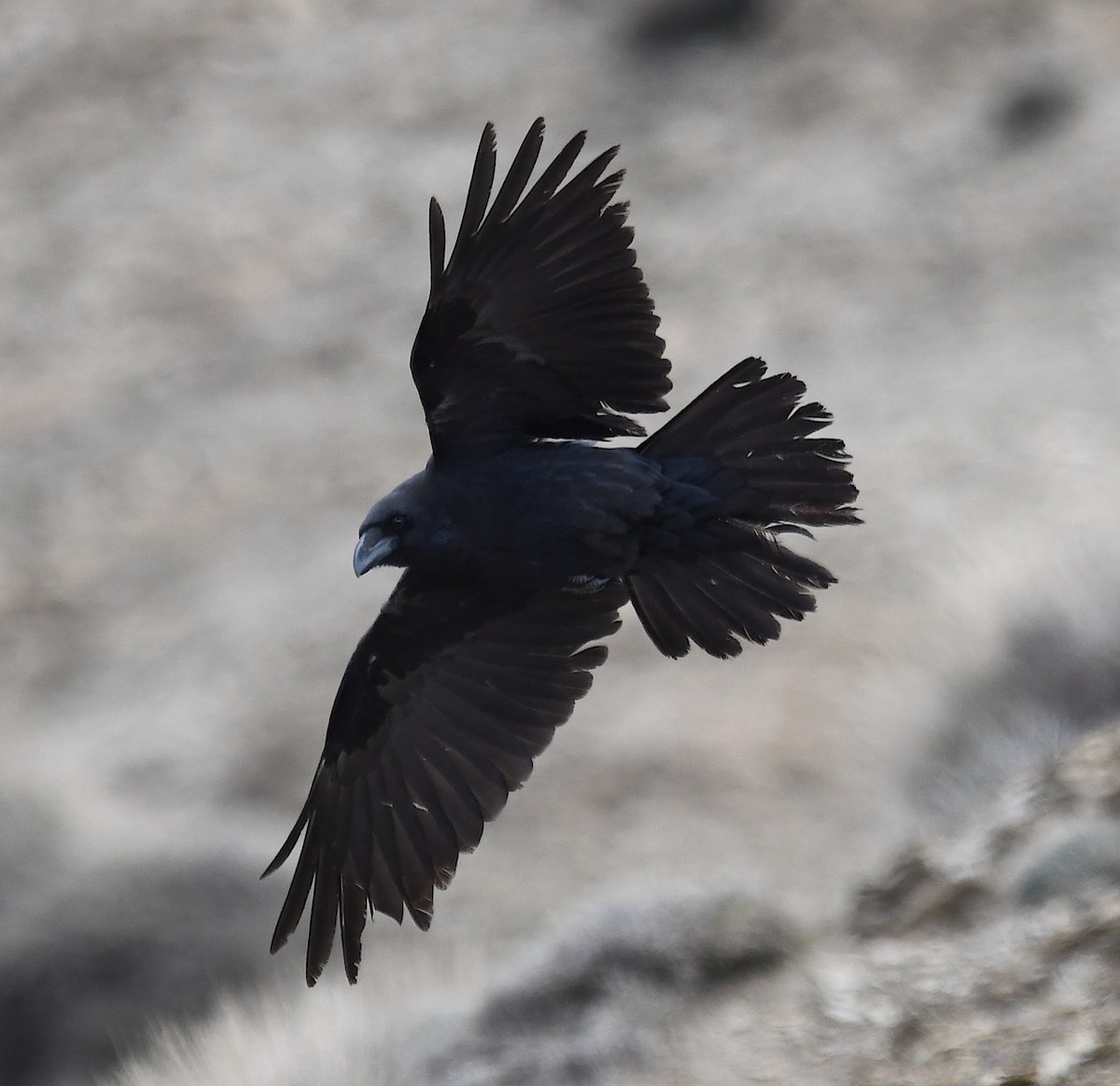 Common Raven - ML553144801