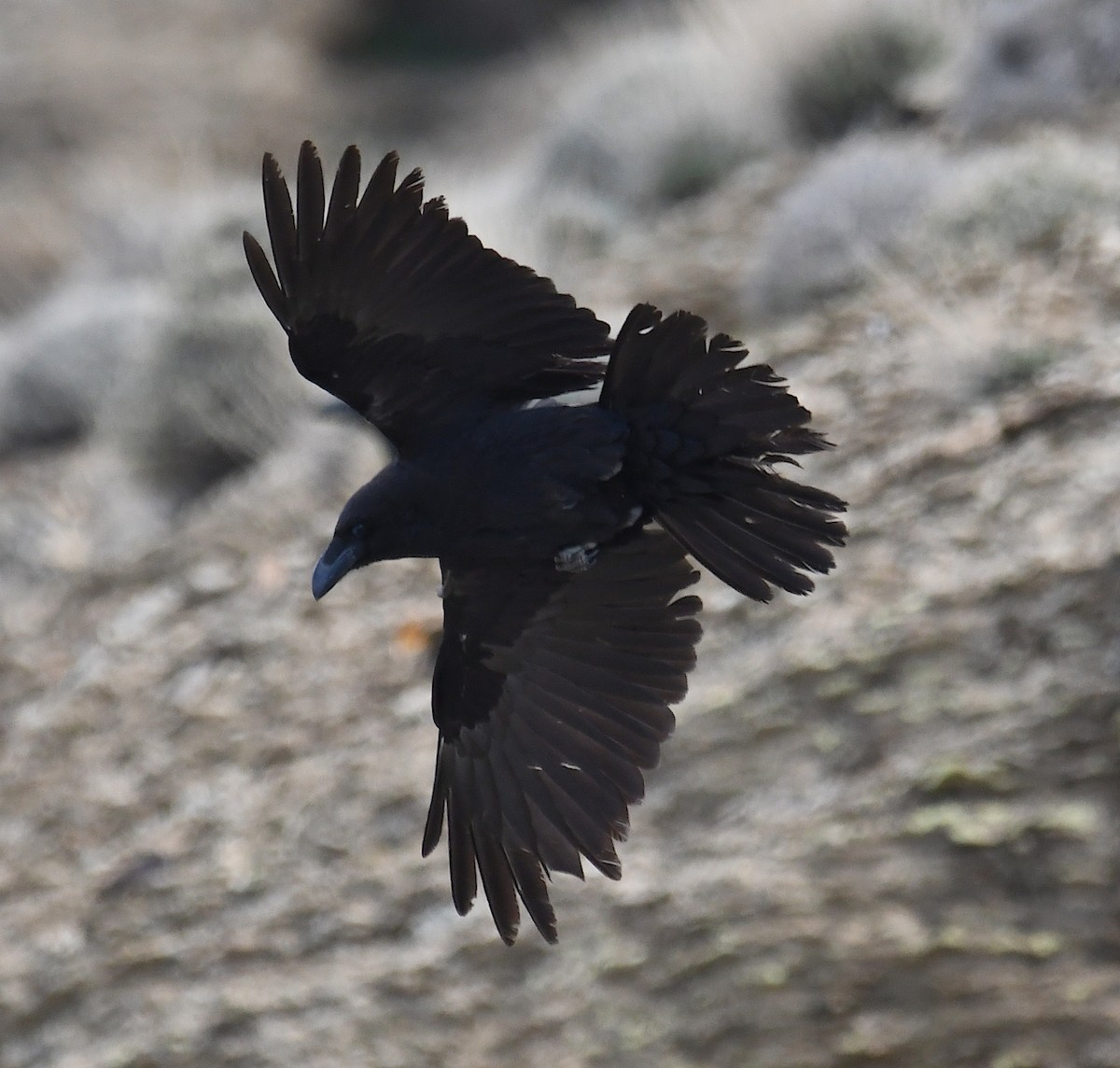 Common Raven - ML553144821