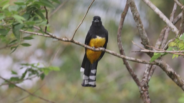 Trogon à tête noire - ML553145231