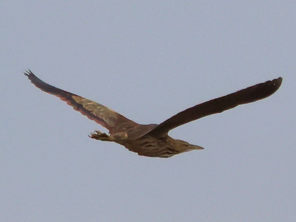 American Bittern - ML553145911