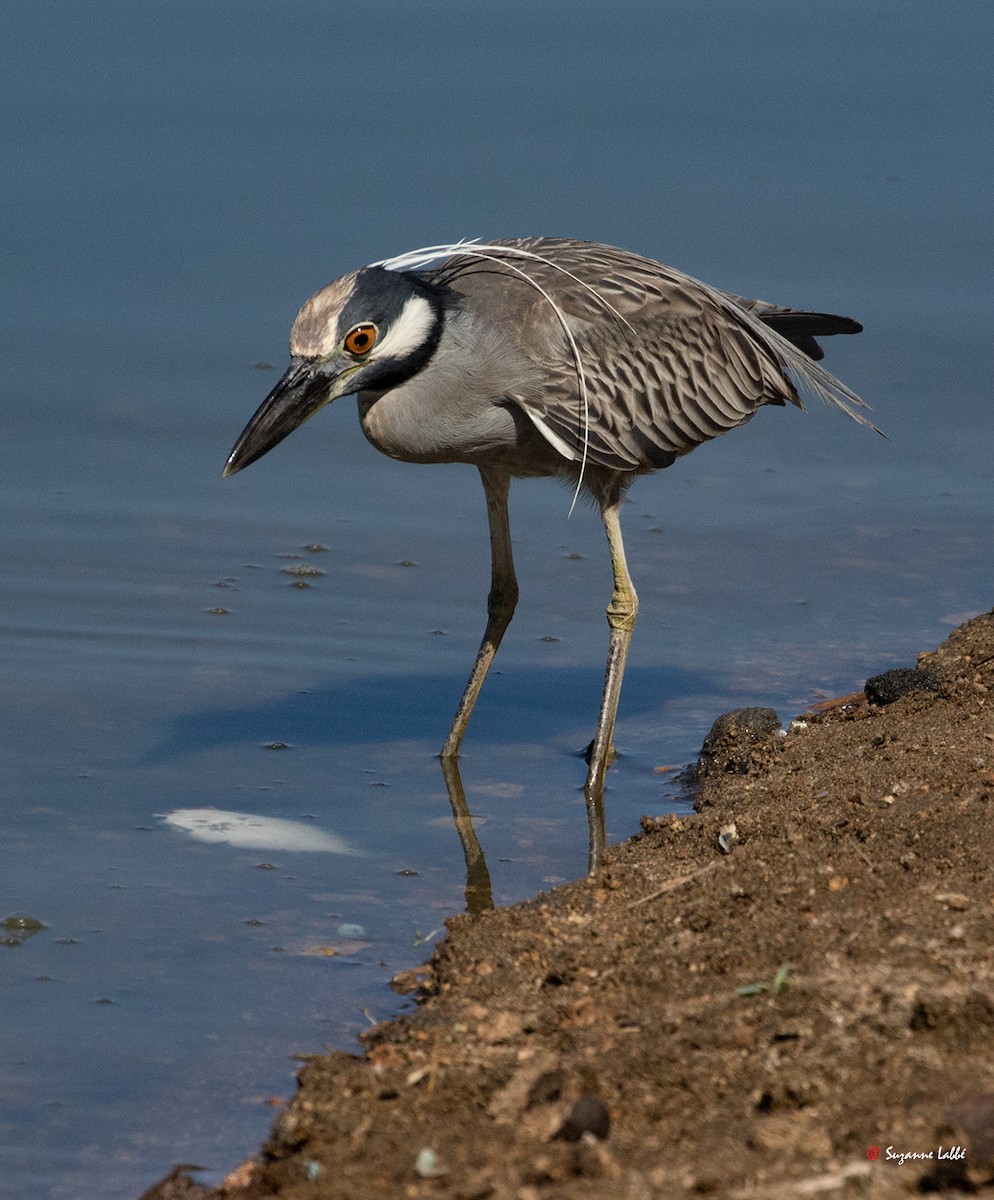 Yellow-crowned Night Heron - ML55314621
