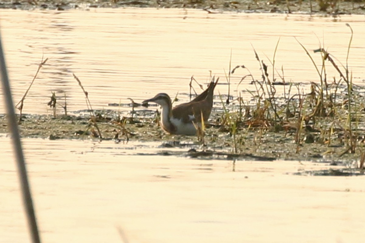 Pheasant-tailed Jacana - ML553146691