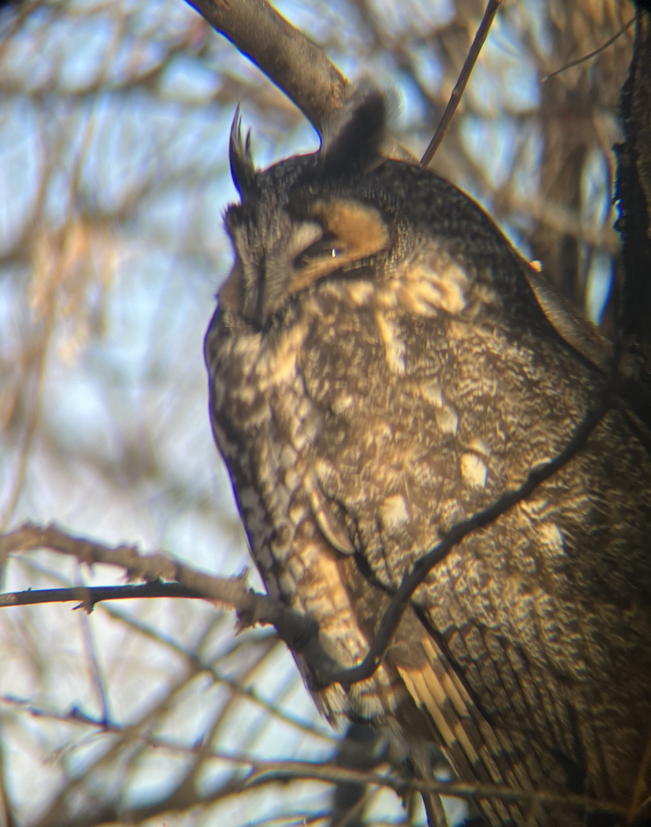 Long-eared Owl - ML553147081