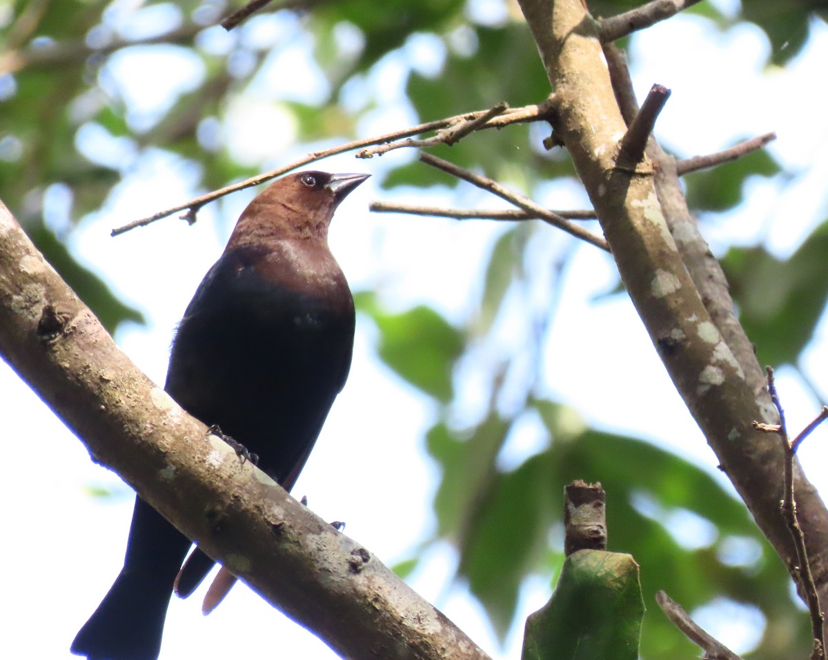 Brown-headed Cowbird - ML553147901