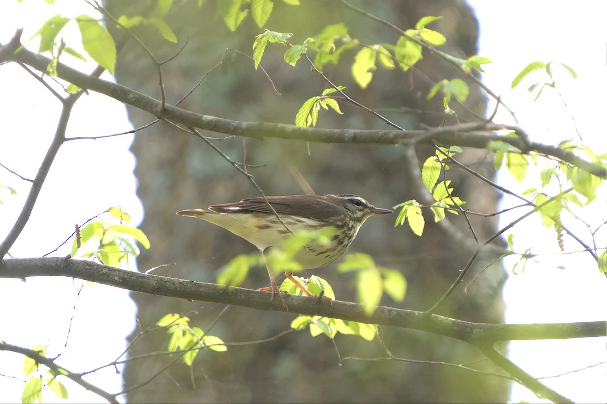 Louisiana Waterthrush - ML553148011