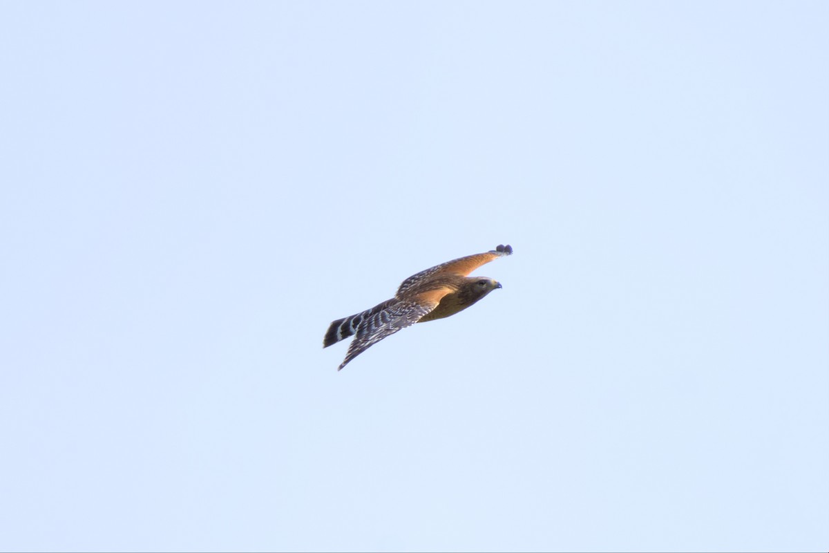 Red-shouldered Hawk - ML553148331