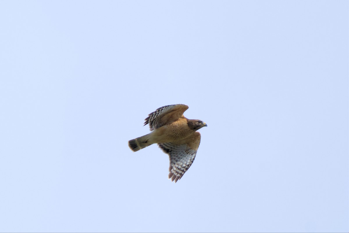 Red-shouldered Hawk - ML553148341