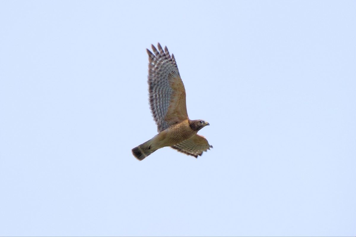 Red-shouldered Hawk - ML553148351