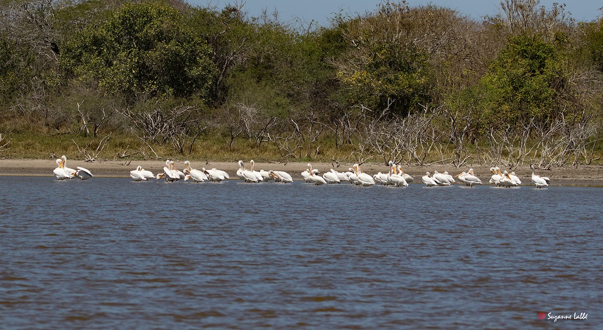 pelikán severoamerický - ML55314861