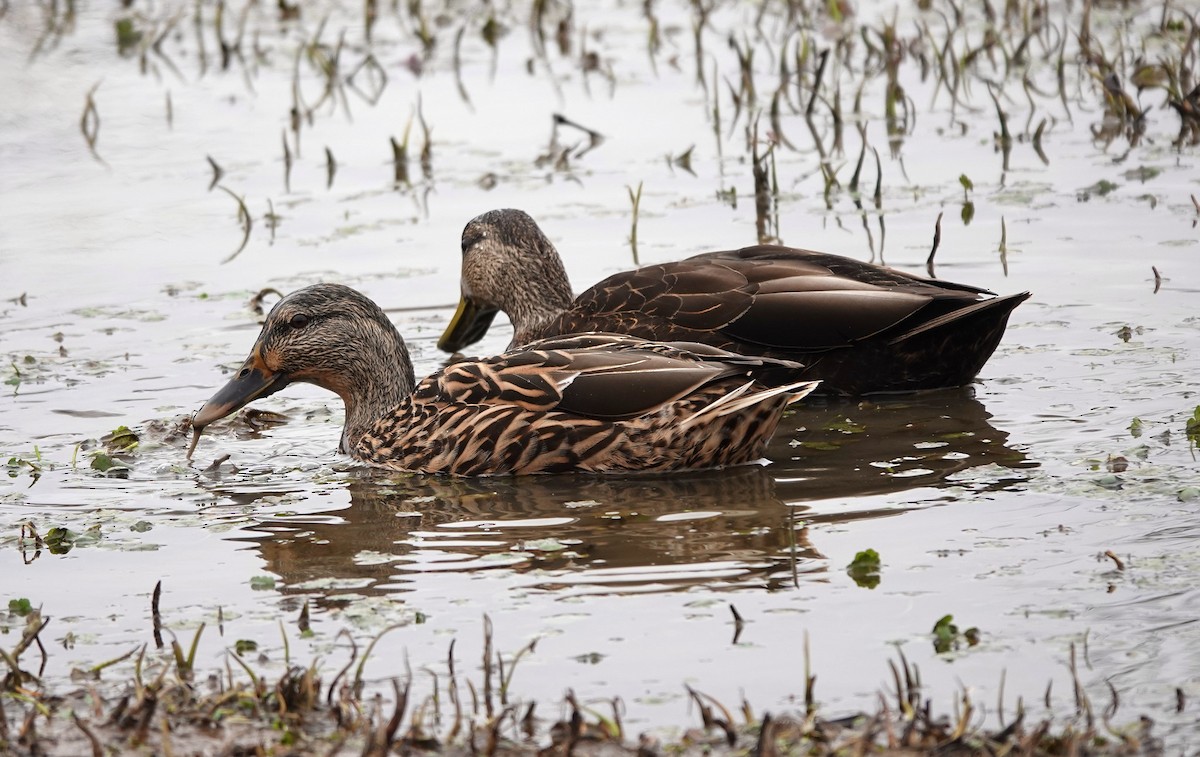 アメリカガモ - ML553148791