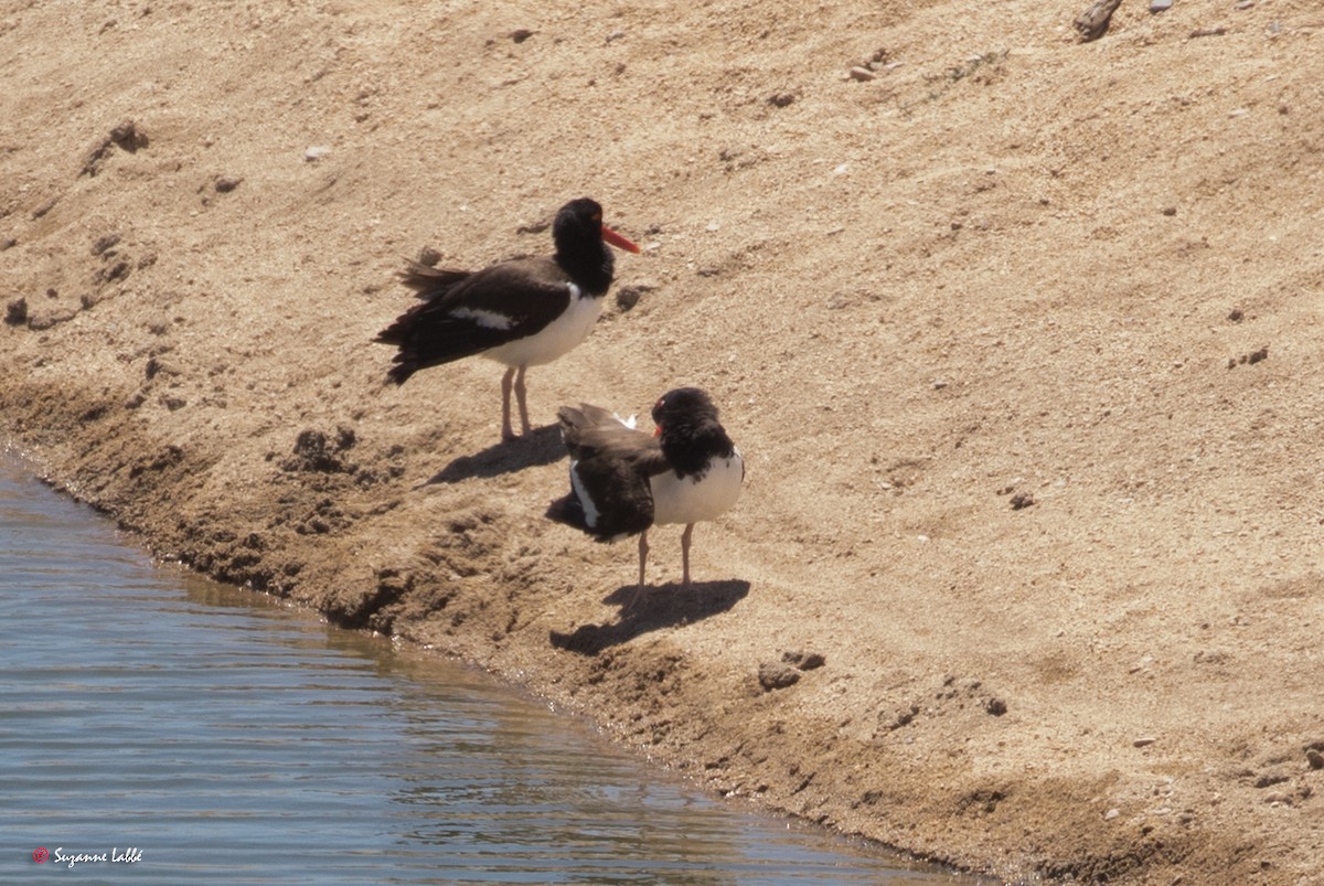 American Oystercatcher - ML55314921