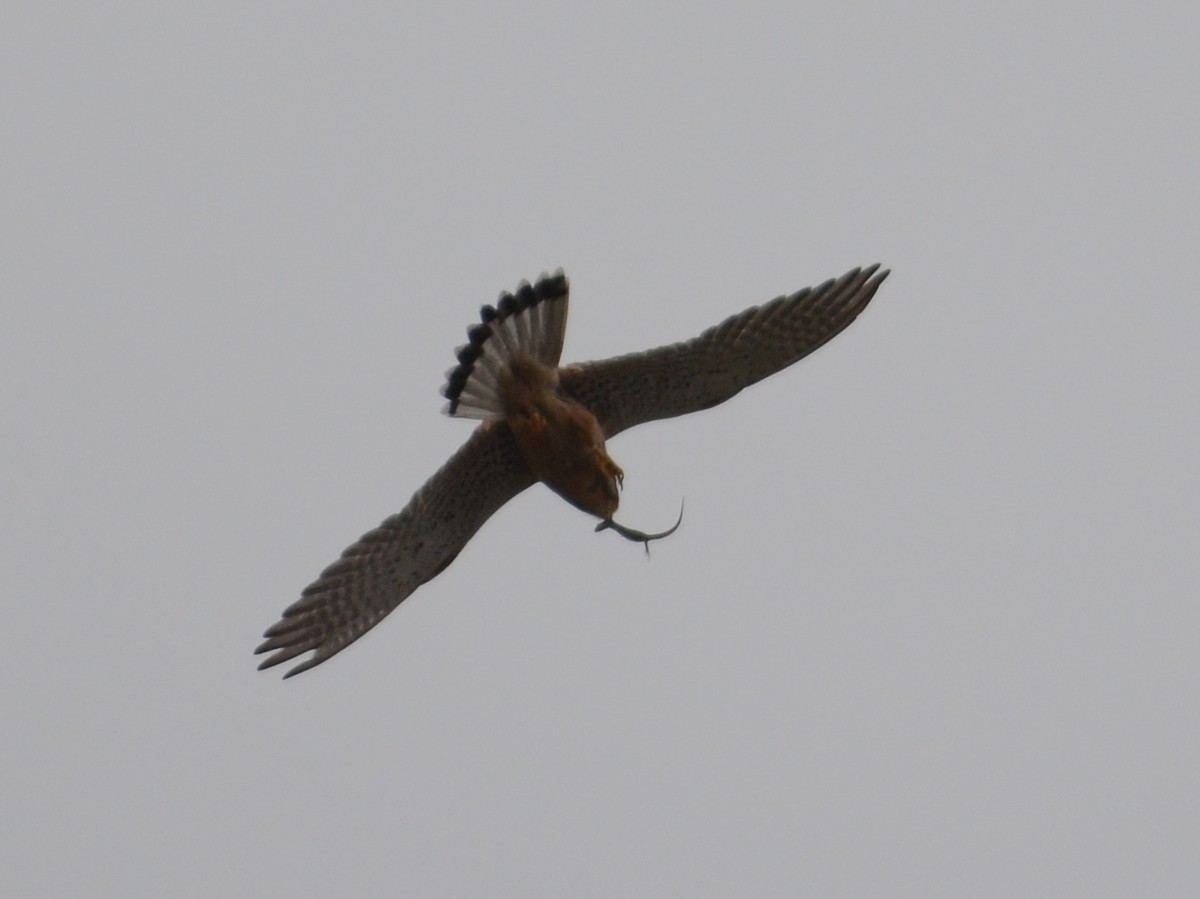 Eurasian Kestrel - ML55314931