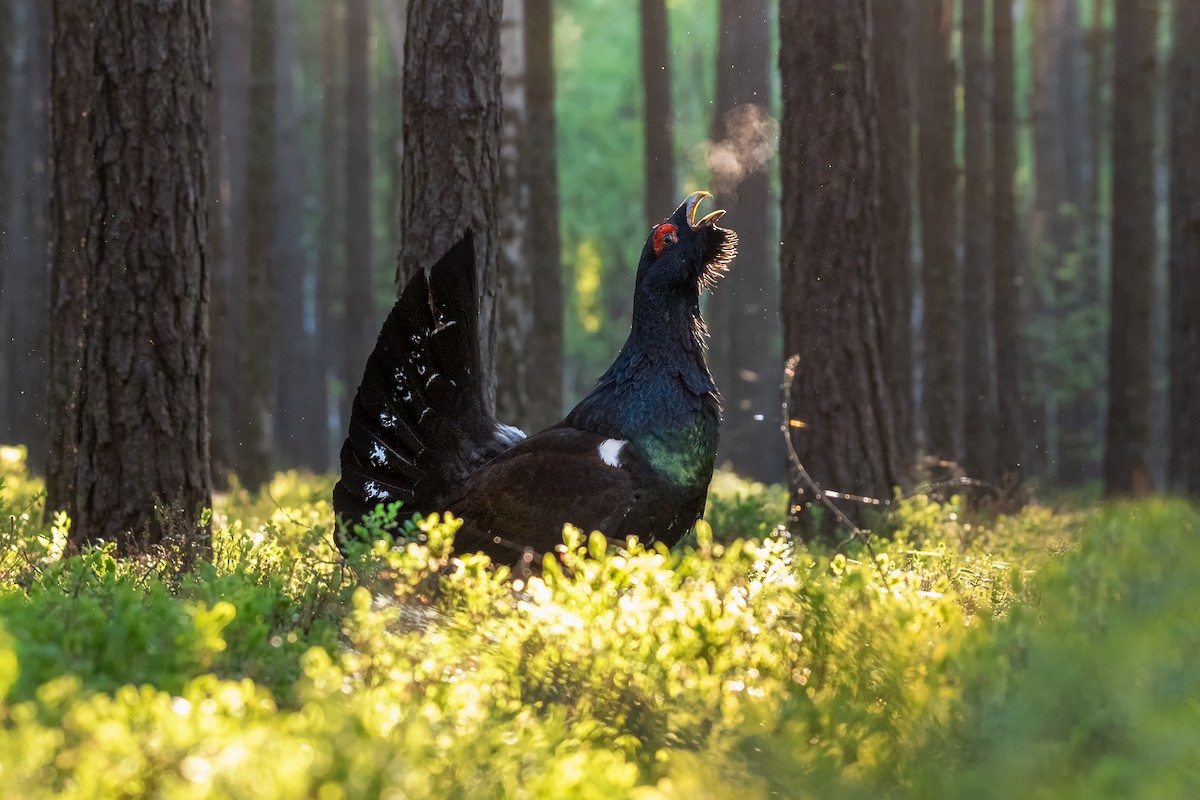 Western Capercaillie - ML553149831