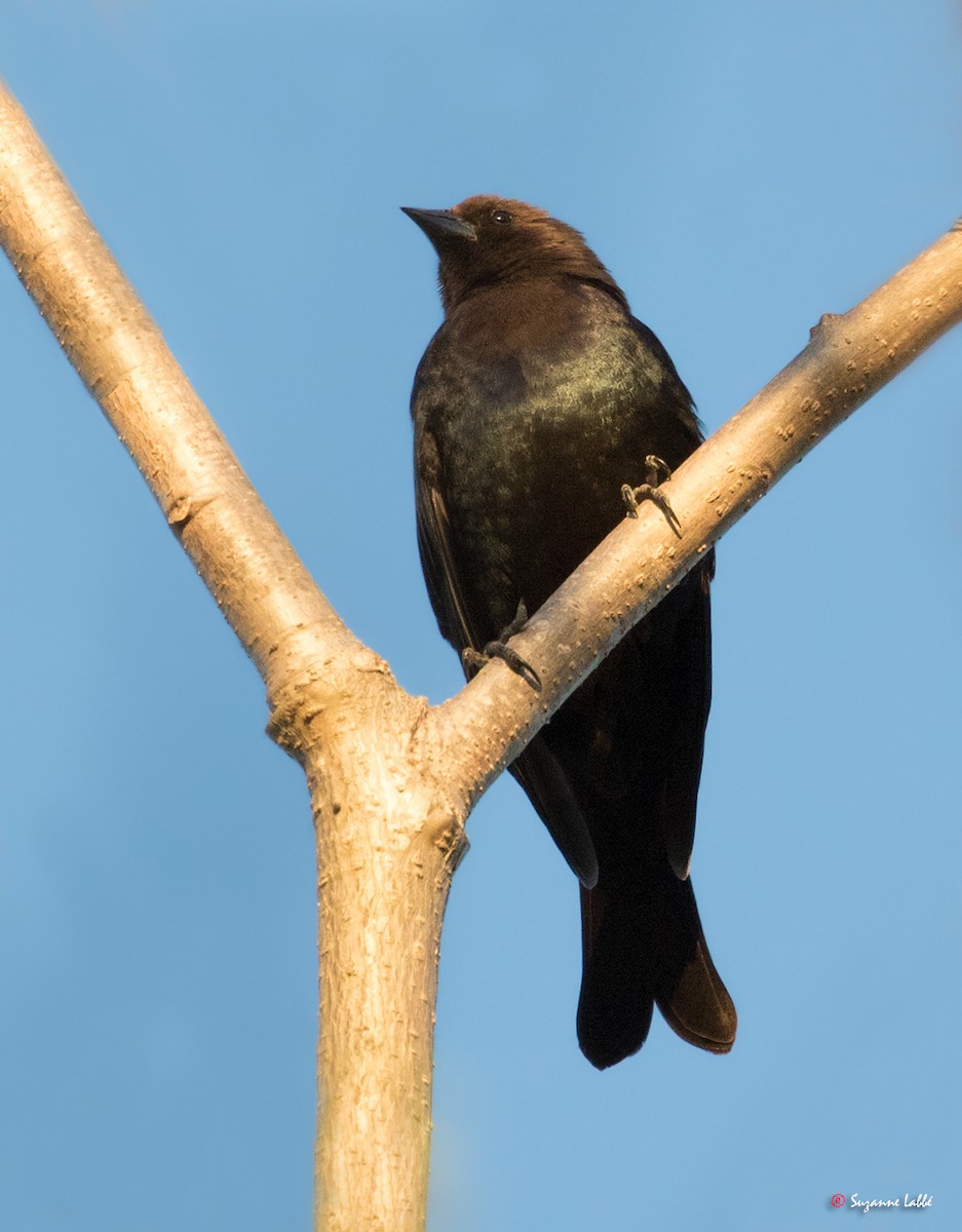 Brown-headed Cowbird - ML55315101