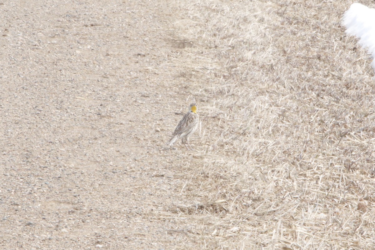 Western Meadowlark - ML553151321