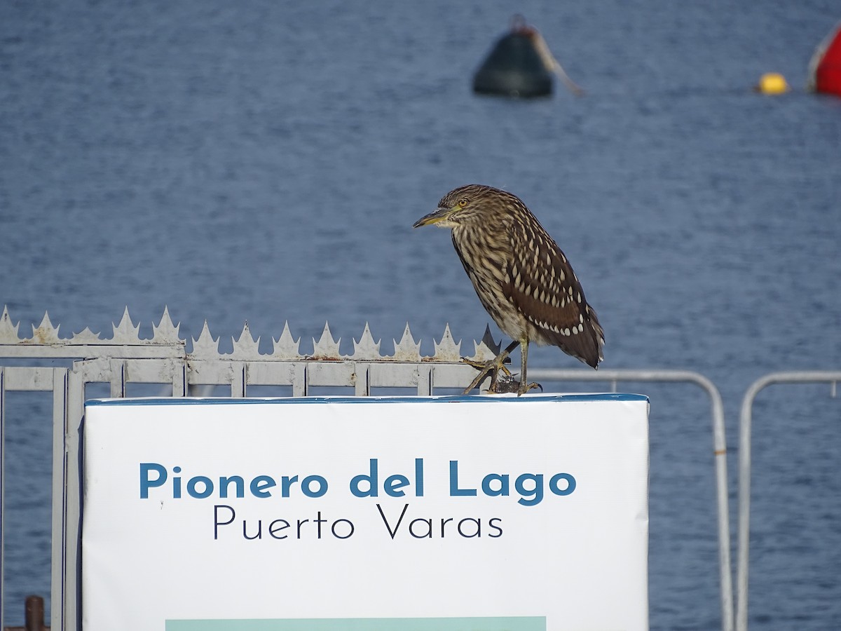 Black-crowned Night Heron - ML553152141