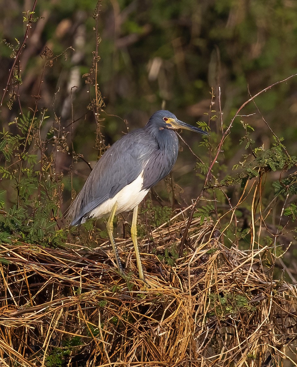 Little Blue Heron - ML553154221