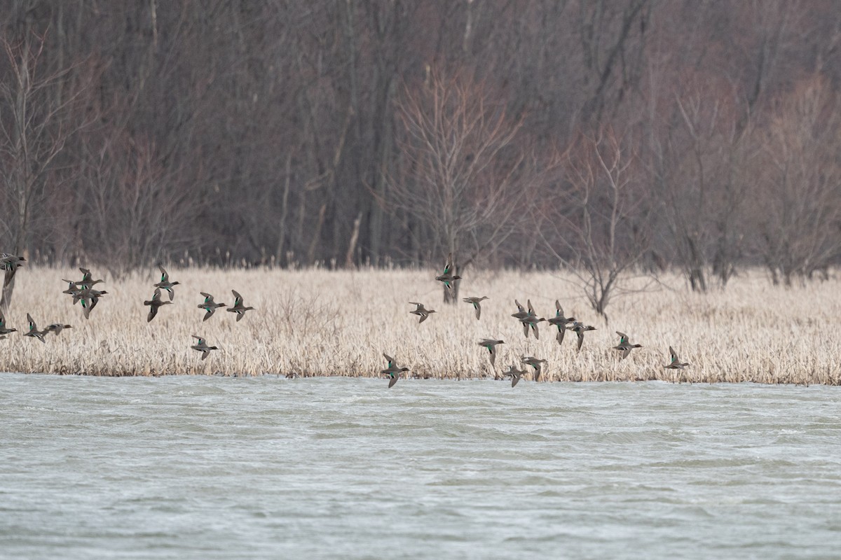 コガモ - ML553155221