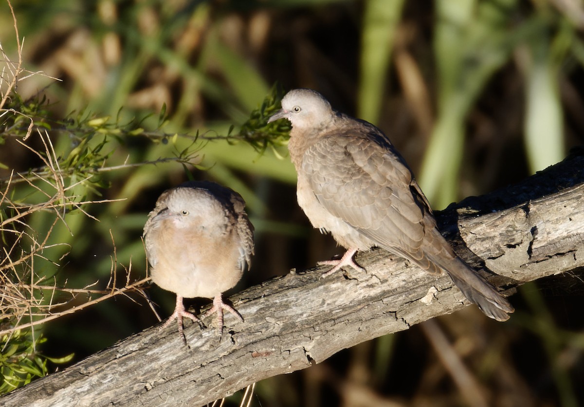 Spotted Dove - ML553156951