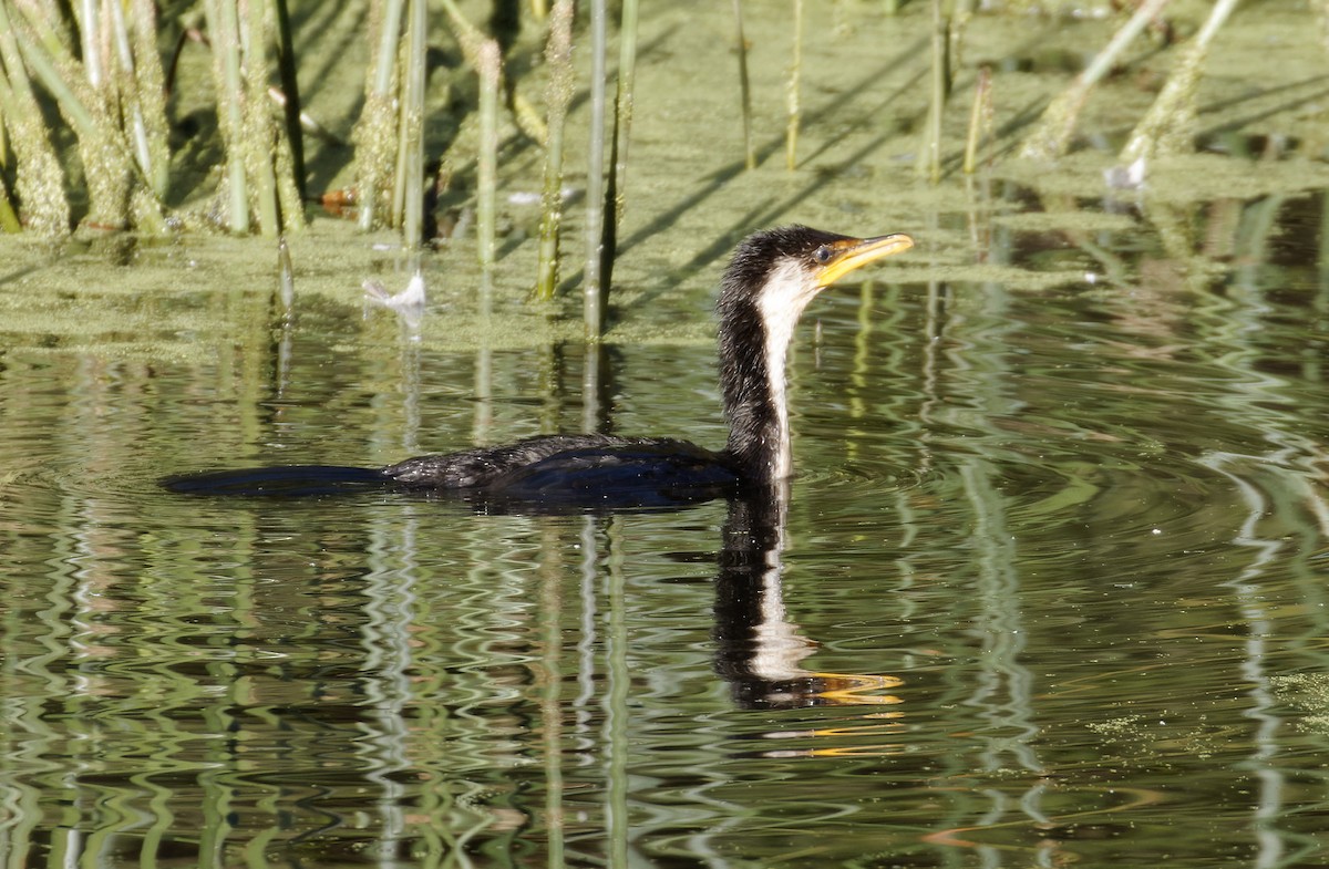 Little Pied Cormorant - ML553157261