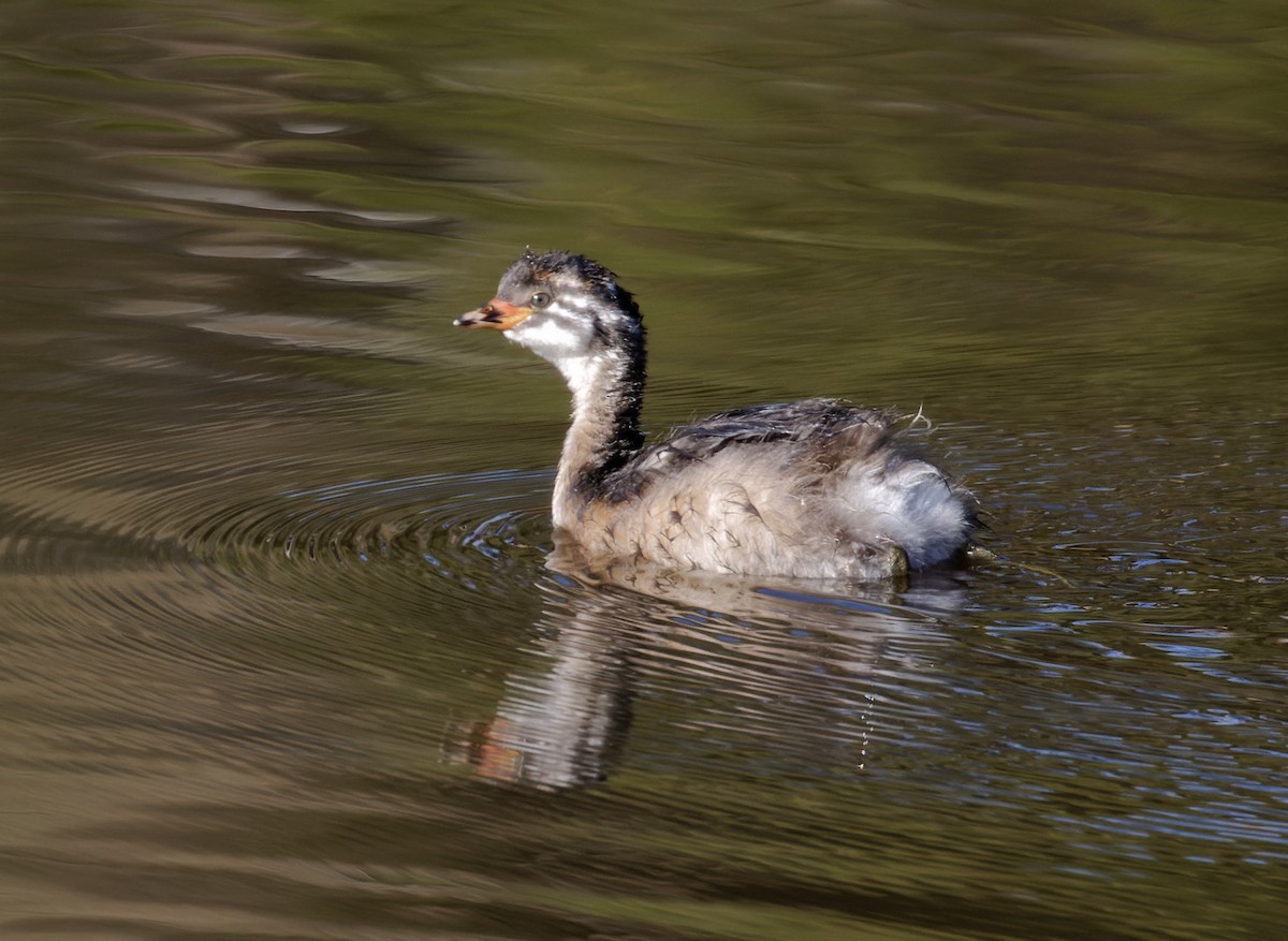 Australasian Grebe - ML553157321