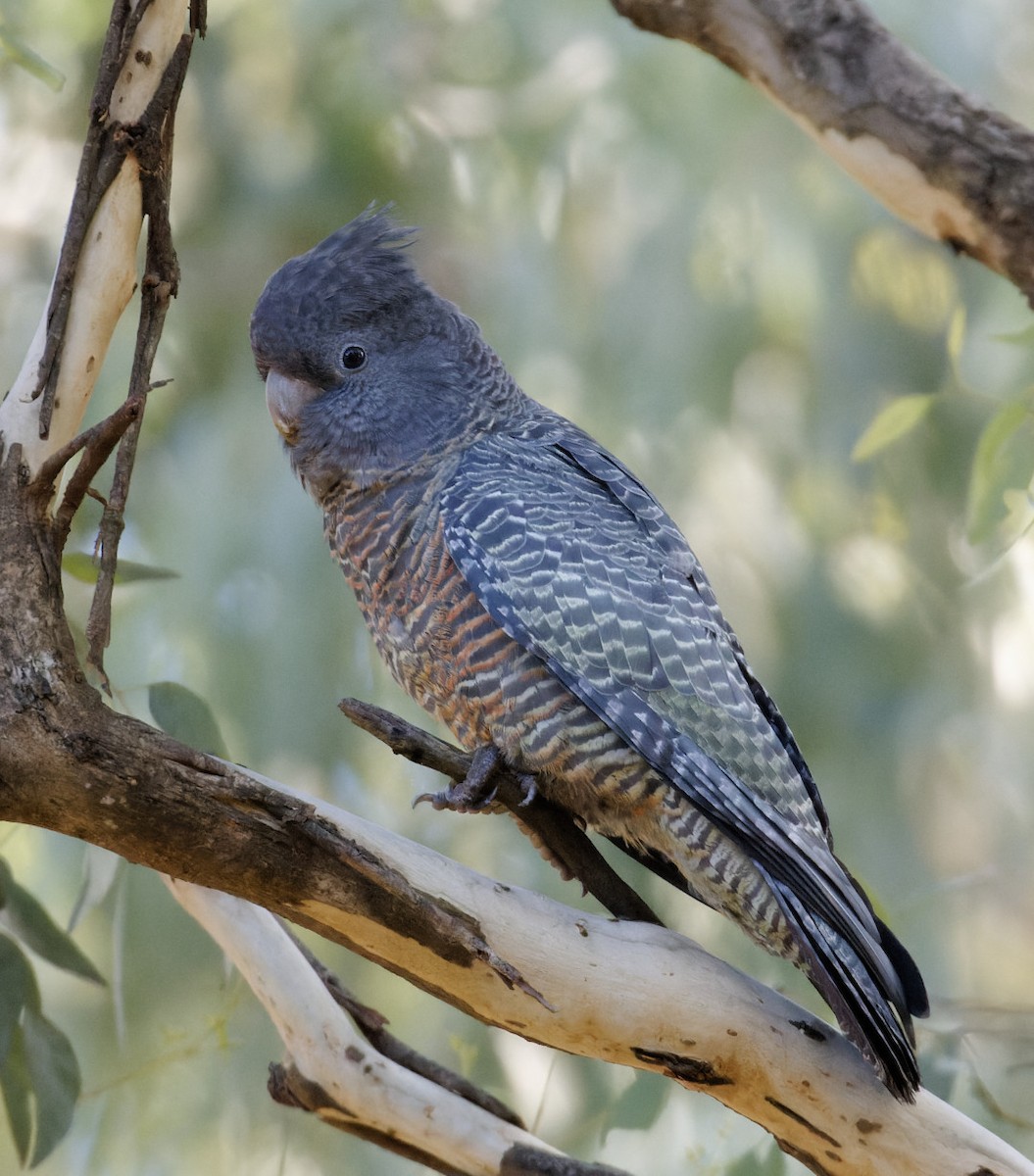 Gang-gang Cockatoo - ML553157751