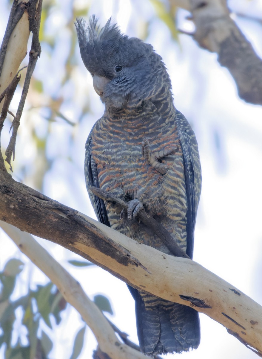 Gang-gang Cockatoo - ML553157961
