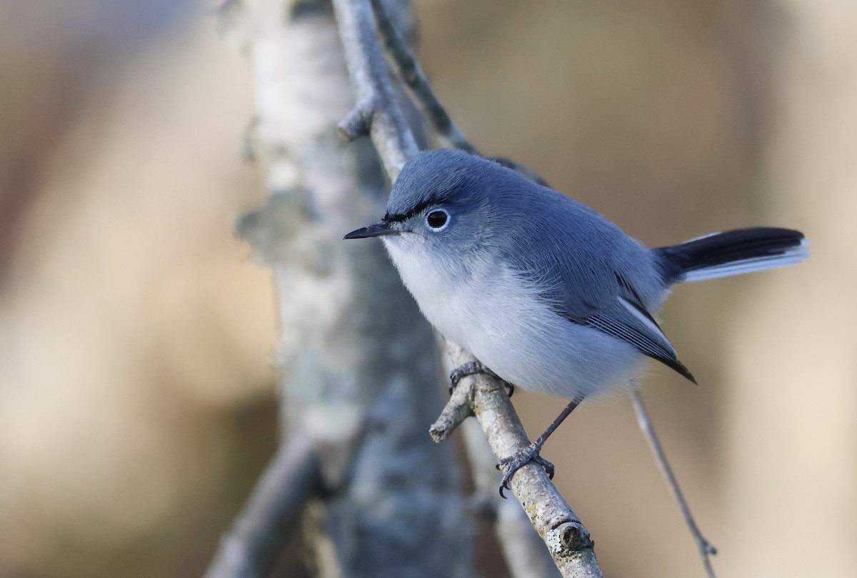 Blue-gray Gnatcatcher - ML553158021