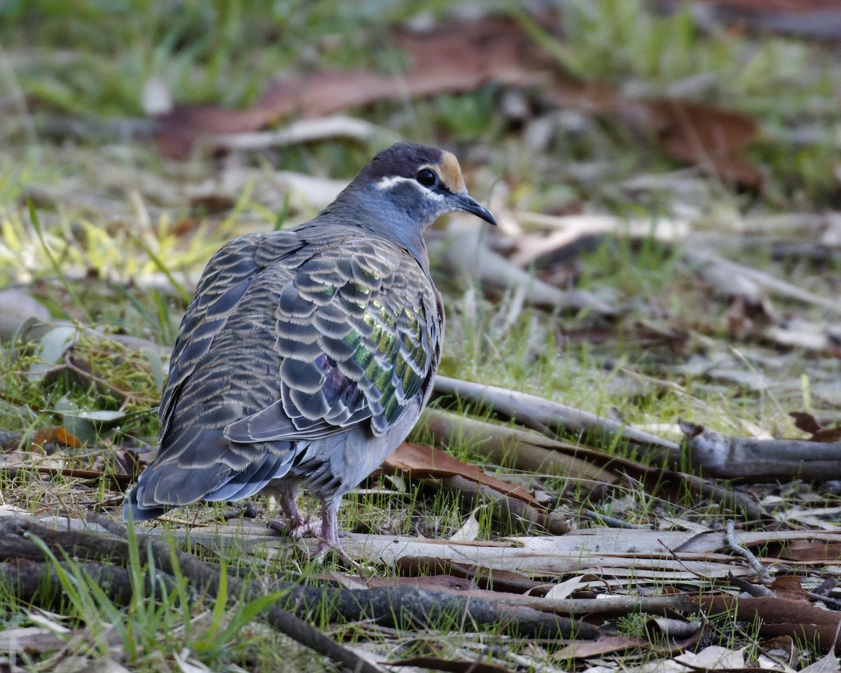 Common Bronzewing - ML553158371