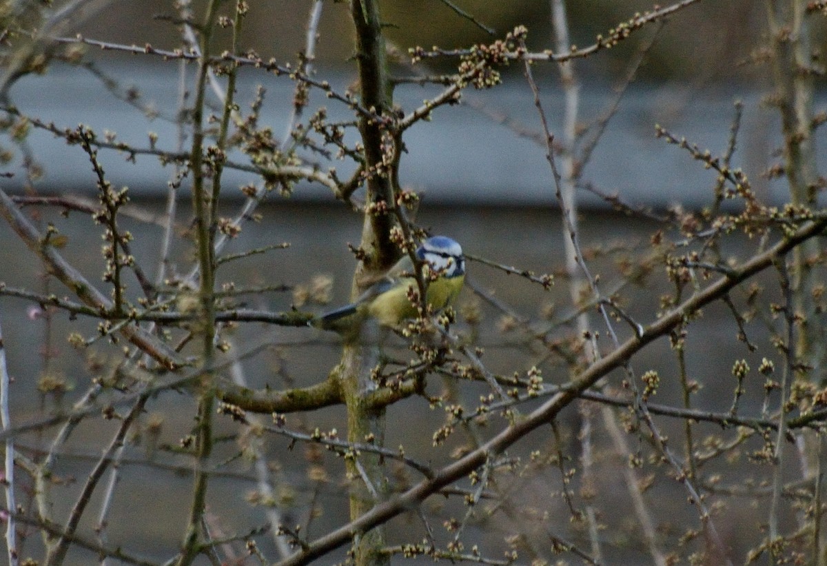 Eurasian Blue Tit - ML553158681