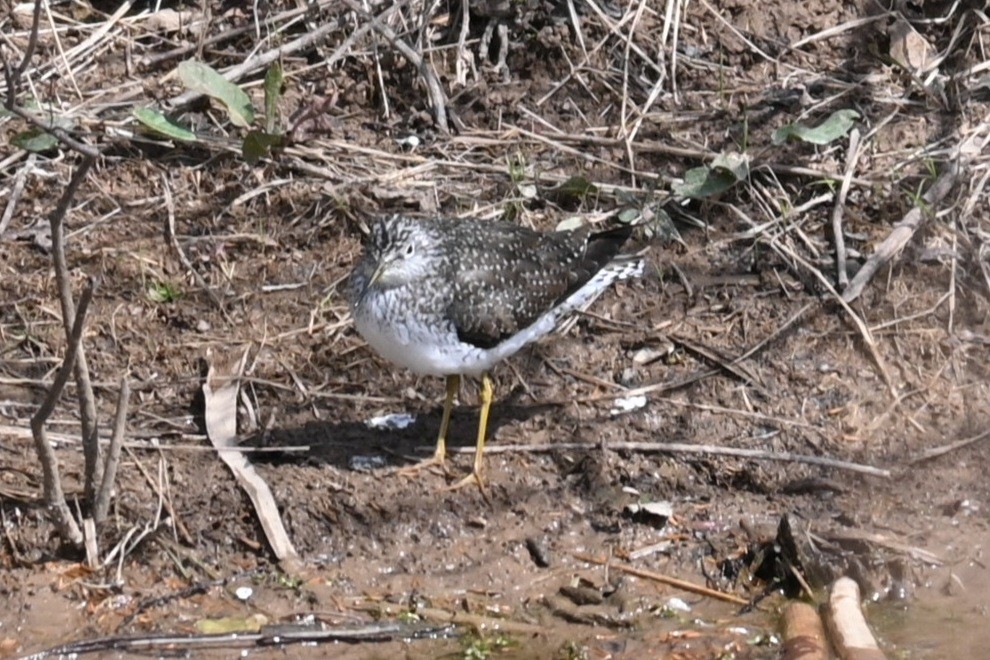 Solitary Sandpiper - ML553159731