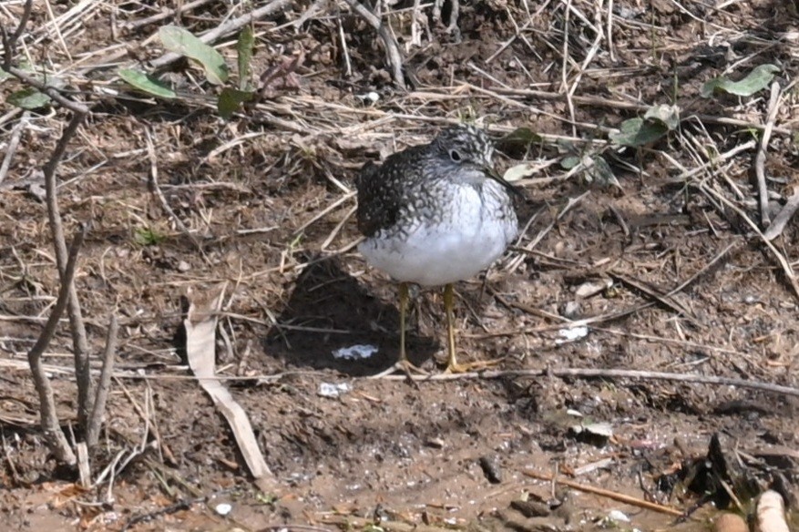 Solitary Sandpiper - Jim McDaniel