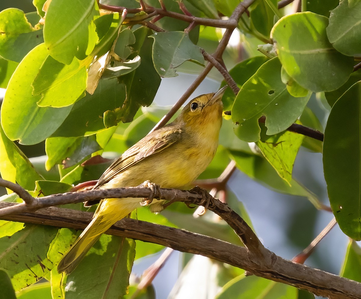 Yellow Warbler (Mangrove) - ML553160051