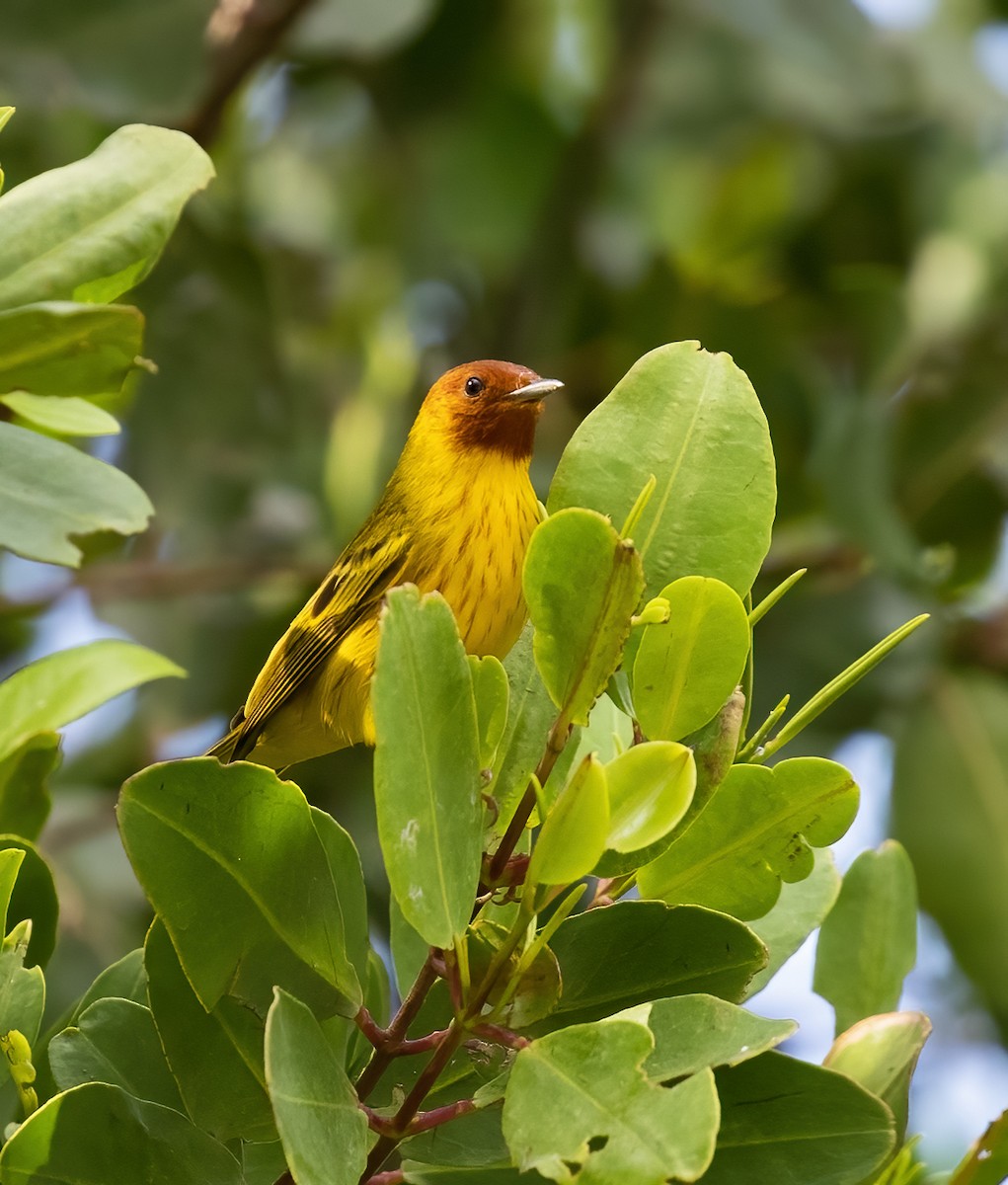 Yellow Warbler (Mangrove) - ML553160061