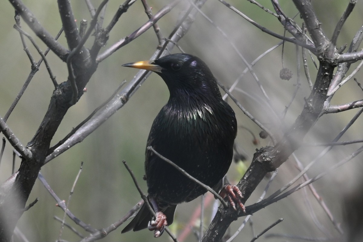 European Starling - ML553160381