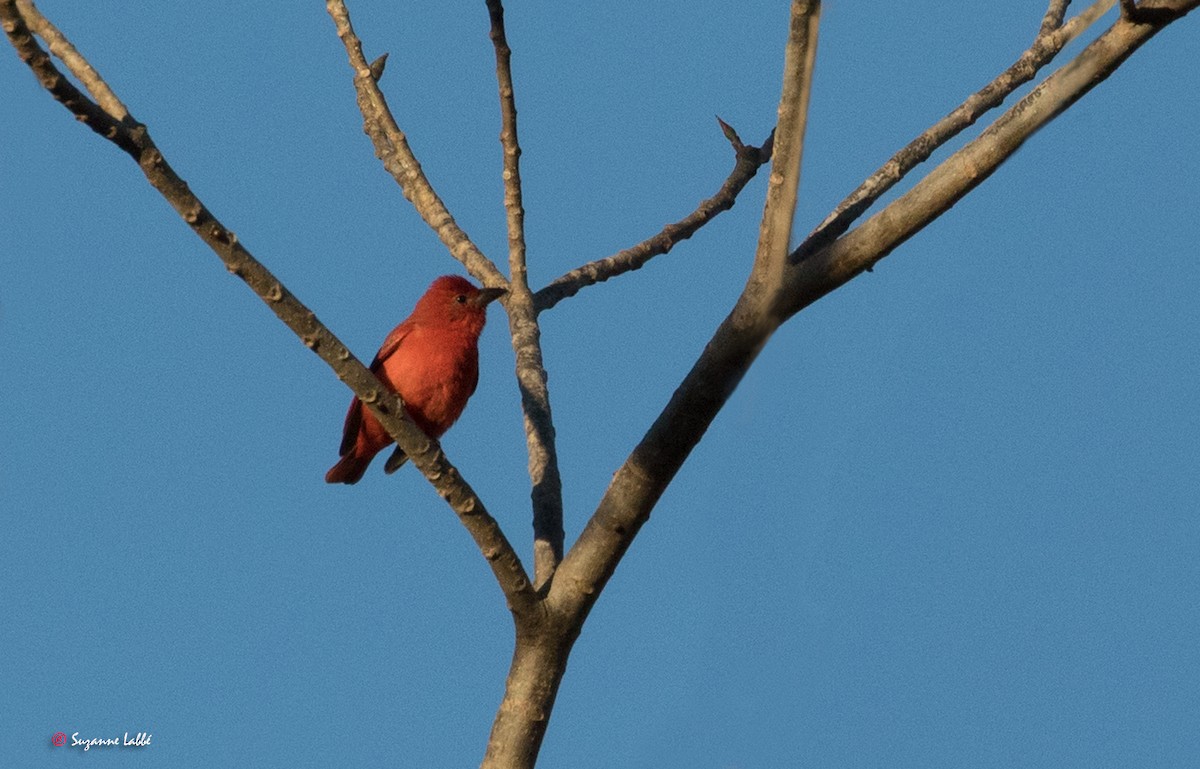 Piranga Roja - ML55316051