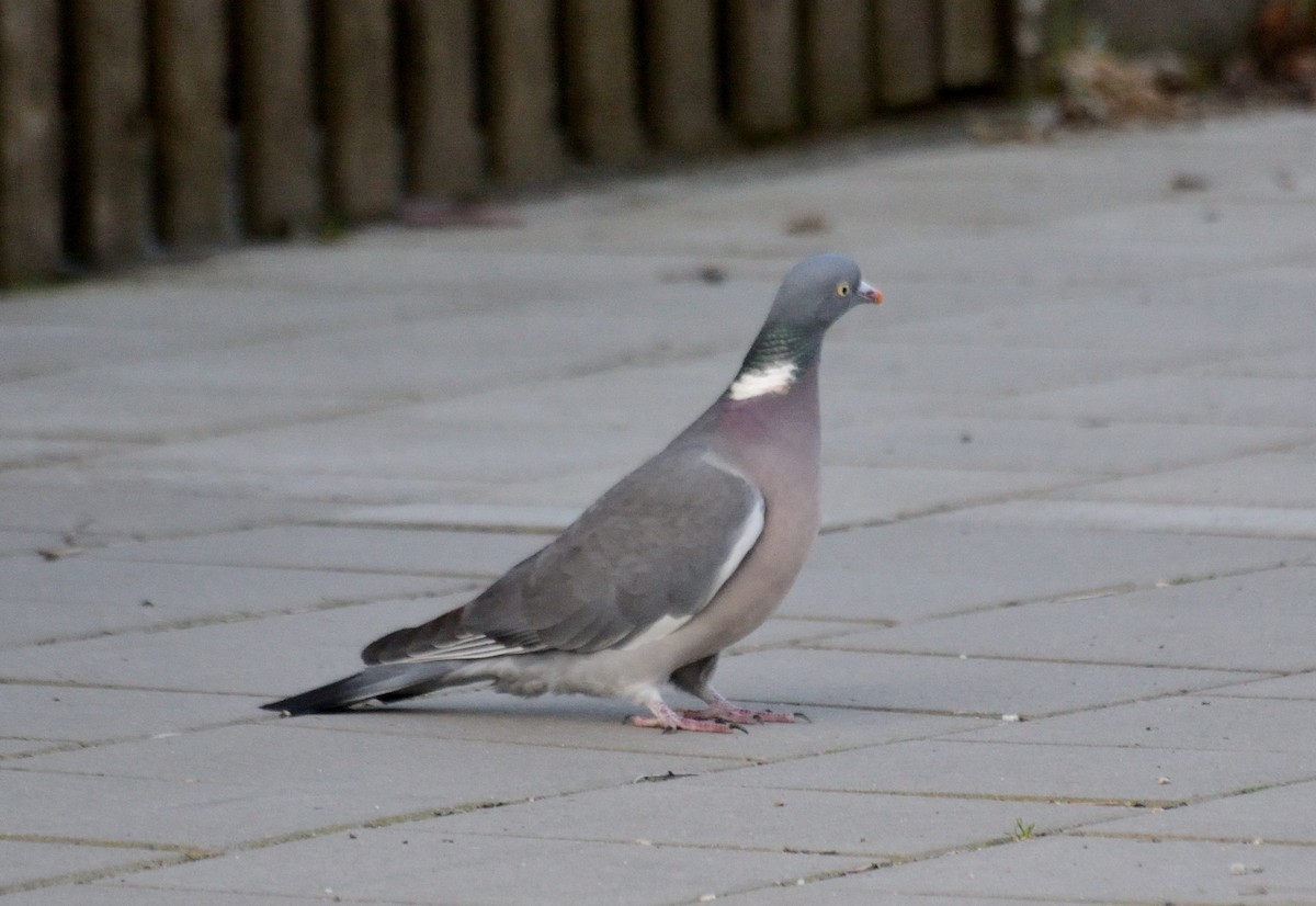Common Wood-Pigeon - ML553160961