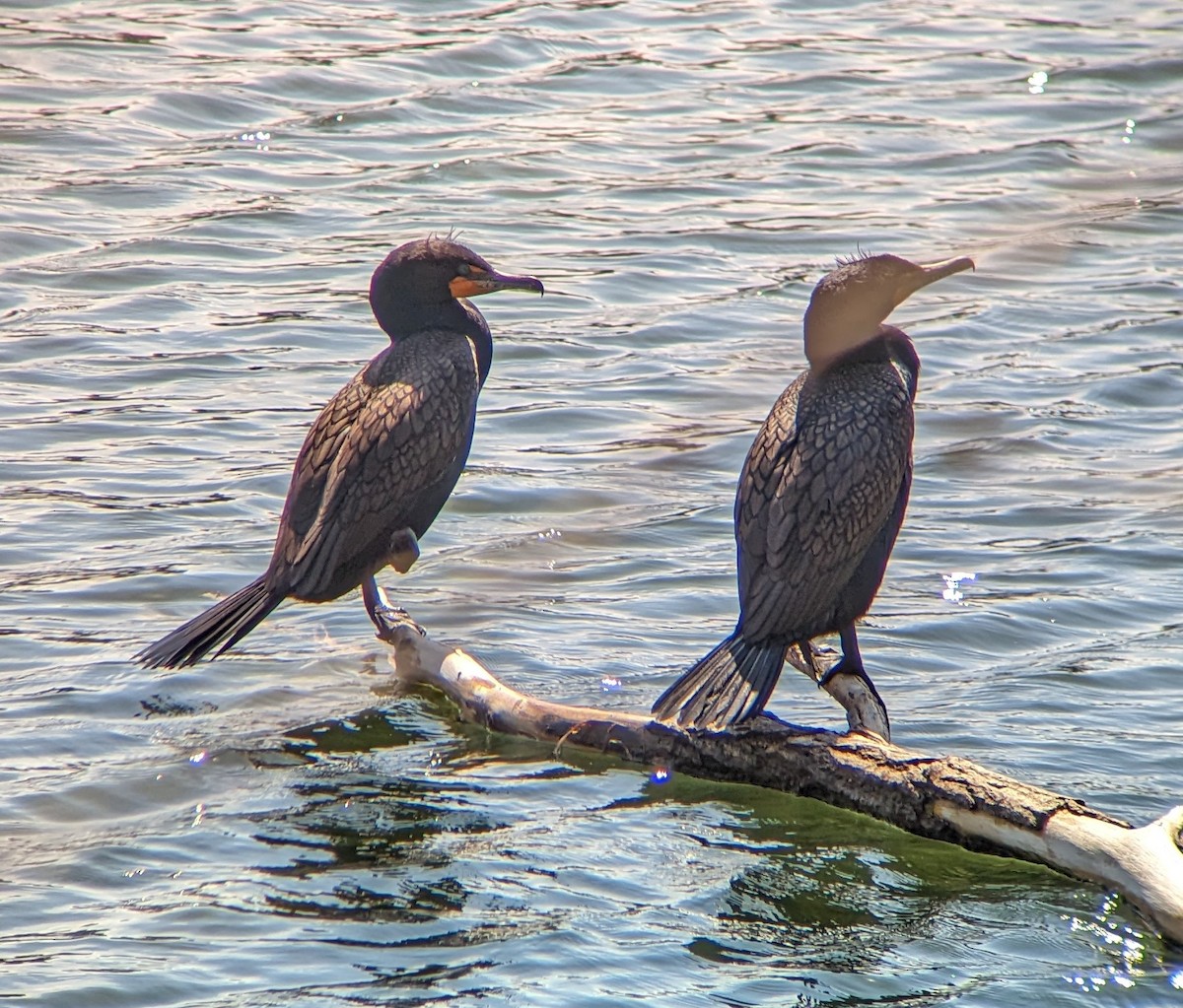 Double-crested Cormorant - ML553161041