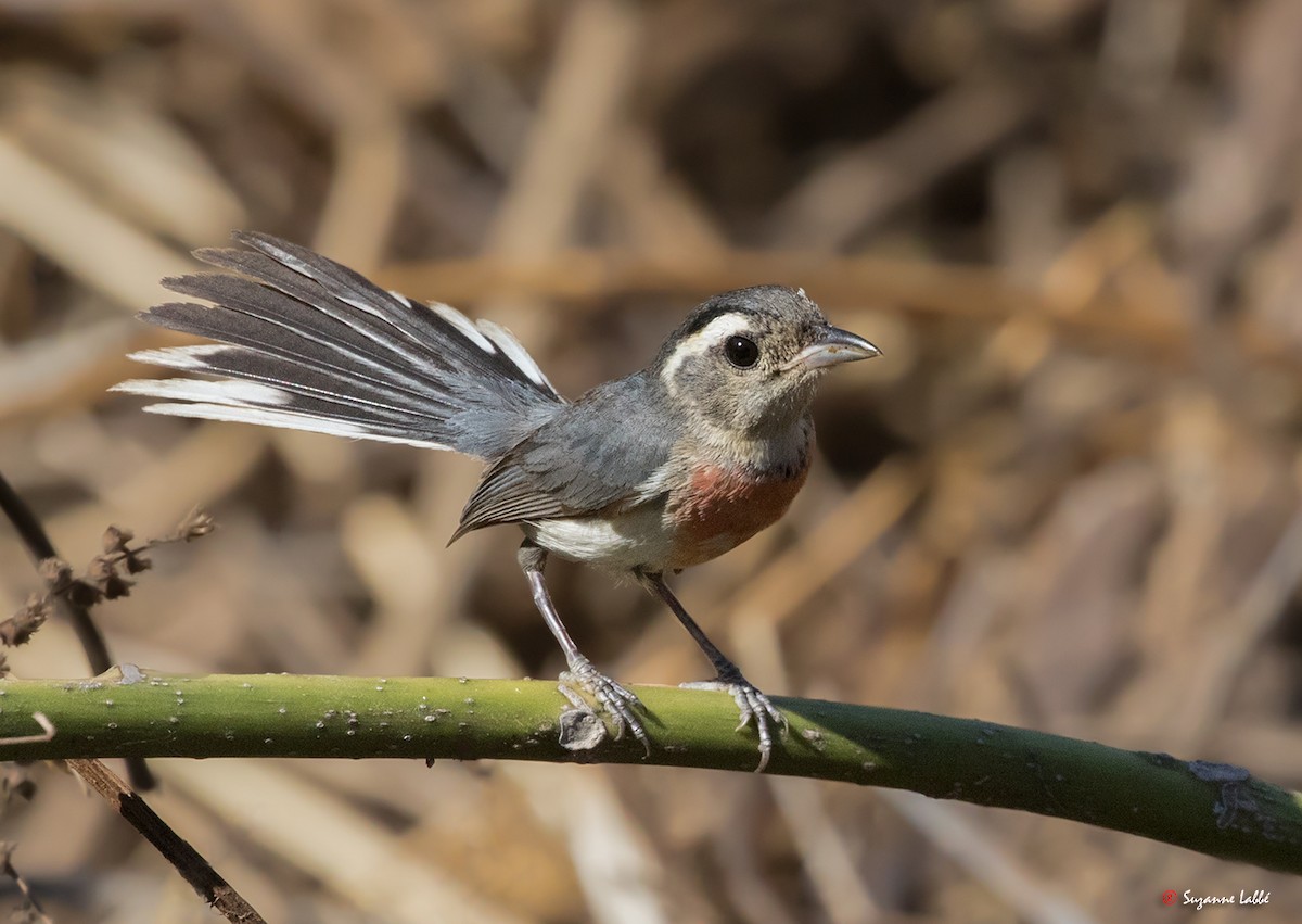 Red-breasted Chat - Suzanne Labbé