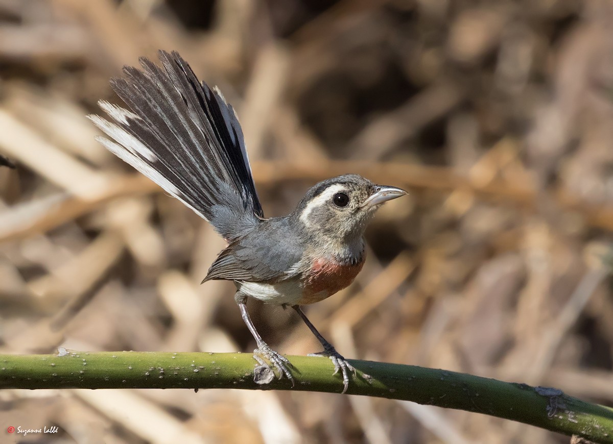 Red-breasted Chat - ML55316331