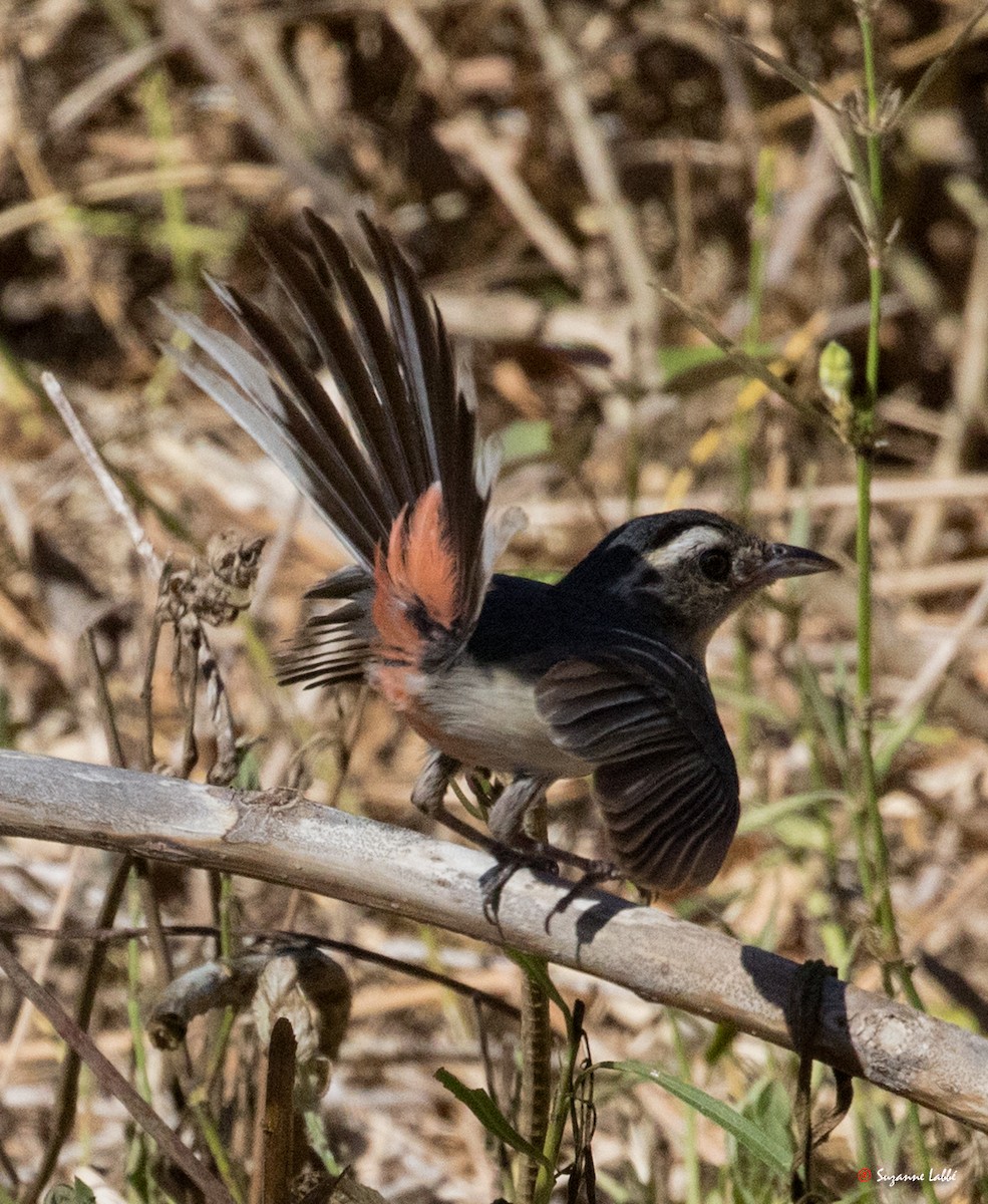 Red-breasted Chat - Suzanne Labbé