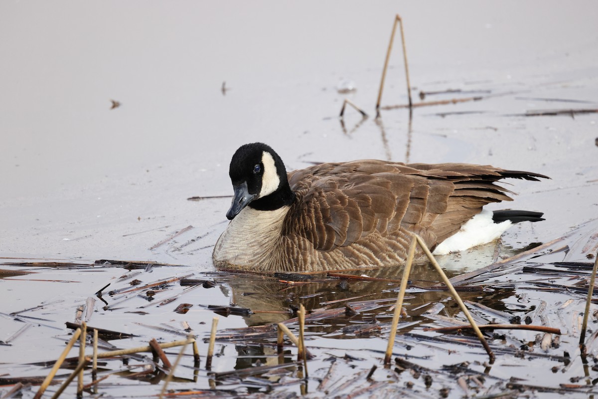 Canada Goose - Tory Mathis