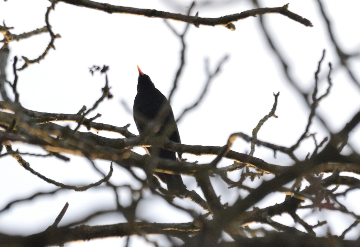 Eurasian Blackbird - ML553165751