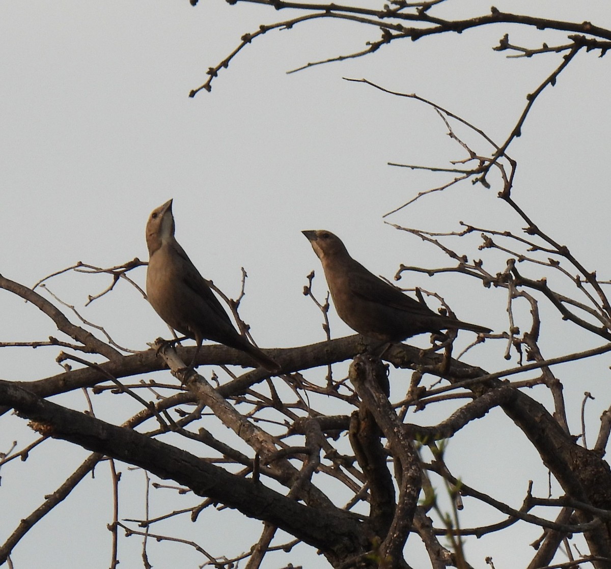 Brown-headed Cowbird - ML553165761