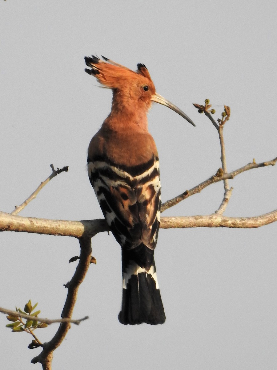 Eurasian Hoopoe - ML55316591